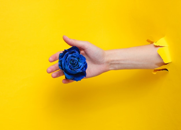 Mano femenina que sostiene el capullo de rosa seco azul a través del agujero rasgado de papel amarillo. Concepto minimalista