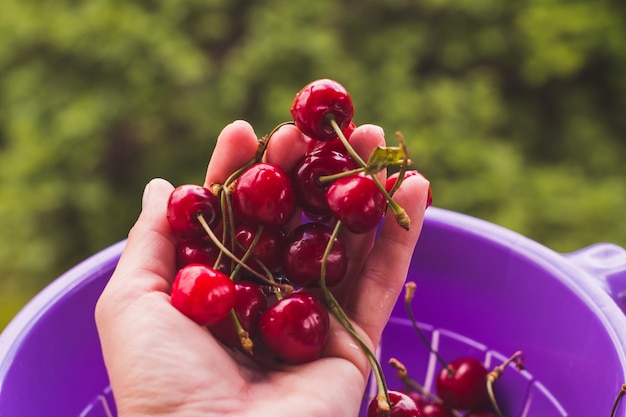 Foto mano femenina que sostiene las guindas frescas. cerezas jugosas cereza madura.