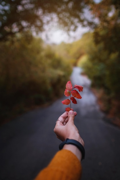 Mano femenina que sostiene una hoja roja en el medio de un camino