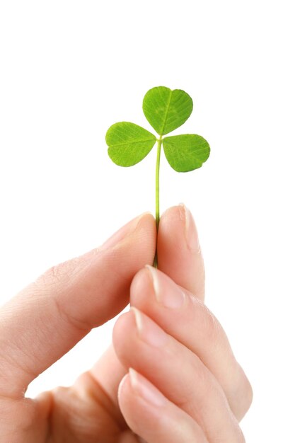 Mano femenina que sostiene la hoja de trébol verde aislada en blanco