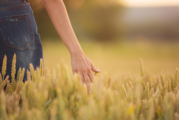 Mano femenina que toca un oído de oro del trigo en el campo de trigo, luz de la puesta del sol, luz de la llamarada.