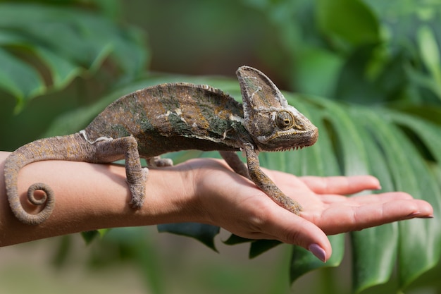 En una mano femenina se sienta un pequeño camaleón, sobre un fondo de vegetación, un animal exótico.