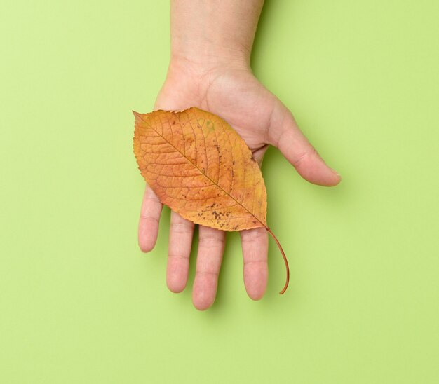 Mano femenina sosteniendo una hoja de cerezo amarillo sobre un fondo verde, cerrar