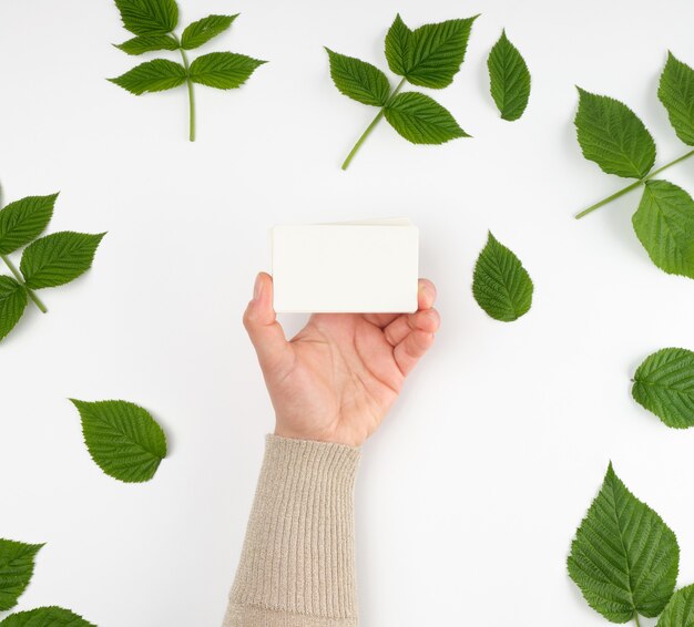 Mano femenina sosteniendo una pila de tarjetas de visita de papel blanco vacío y hojas verdes frescas de frambuesa, vista superior