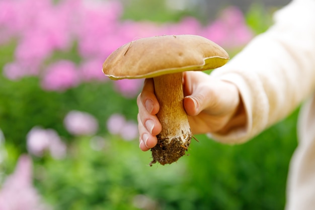 Mano femenina sosteniendo setas comestibles crudas con tapa marrón Penny Bun en bosque de otoño