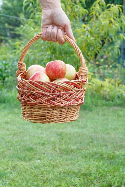 La mano femenina sostiene una cesta de mimbre con manzanas frescas maduras en un fondo natural verde.