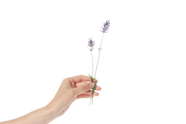 Mano femenina sostiene lavanda aislado sobre fondo blanco.