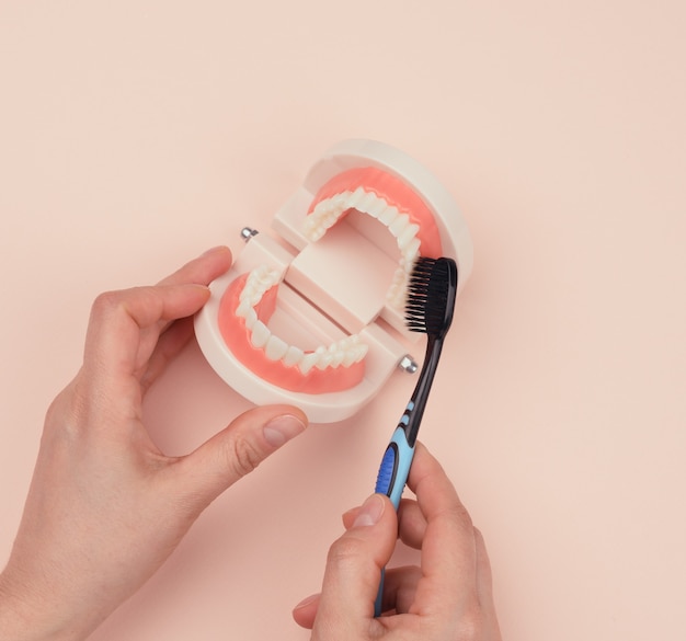 Mano femenina sostiene el modelo de plástico de una mandíbula humana con dientes blancos y cepillo de dientes de madera, higiene bucal