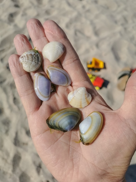 Mano femenina sostiene muchas conchas marinas diferentes en la palma, que se encuentran en la playa de arena