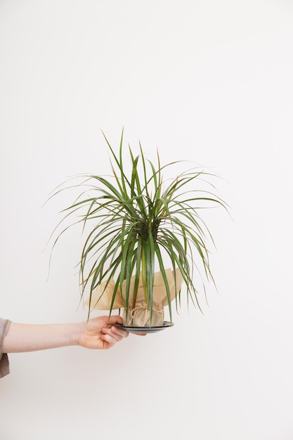 La mano femenina sostiene una olla de dracaena verde