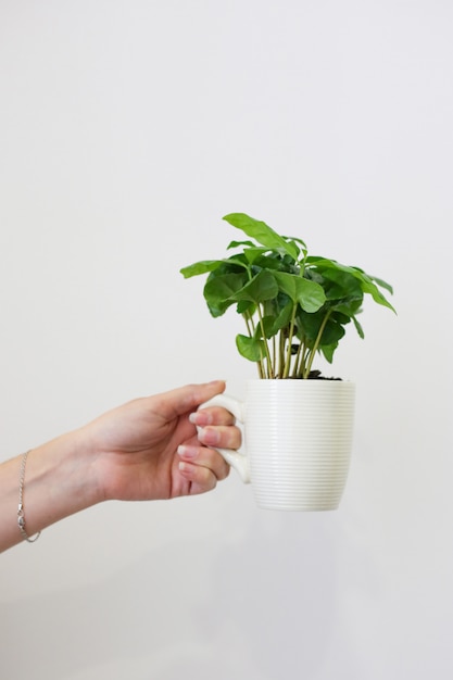 Mano femenina sostiene una taza blanca con planta verde