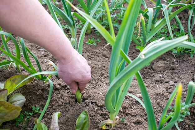 mano femenina tira cebollas del jardín