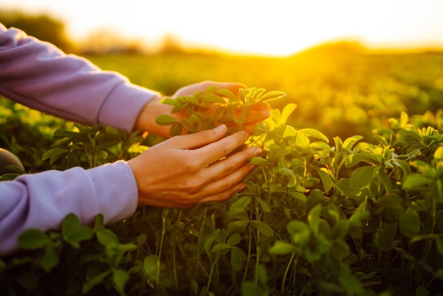 La mano femenina toca alfalfa verde en el campo al atardecer Agricultura plantación o concepto ecológico