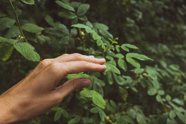 Mano femenina tocando la rama de un árbol