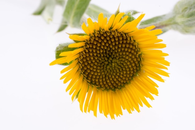 La mano con una flor amarilla