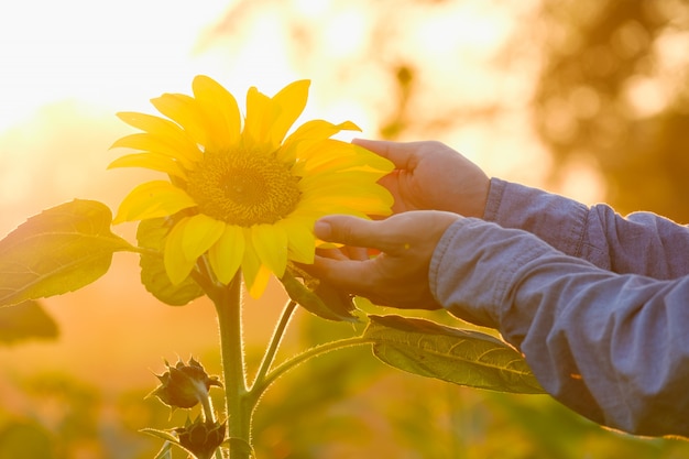 Mano y girasol que florece en el jardín con luz solar