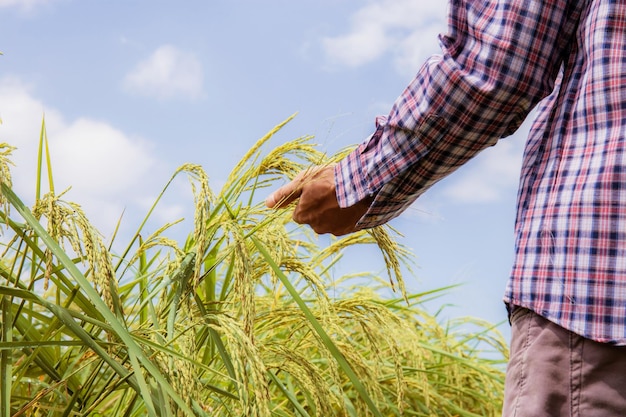 Mano de granjero en arroz