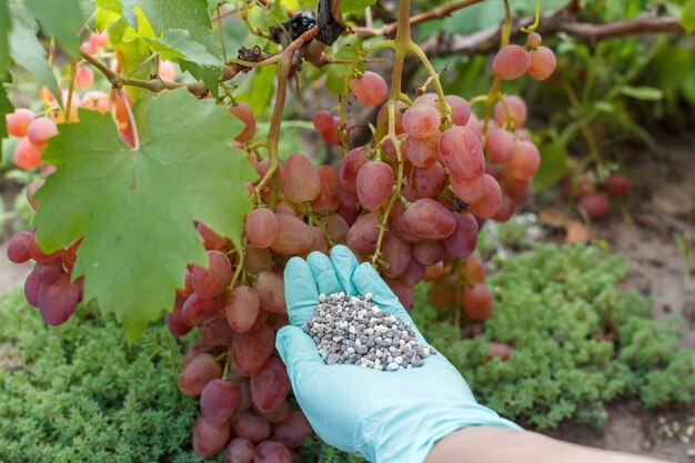 La mano del granjero en el guante de goma tiene fertilizante químico para dárselo a las uvas rojas en el jardín