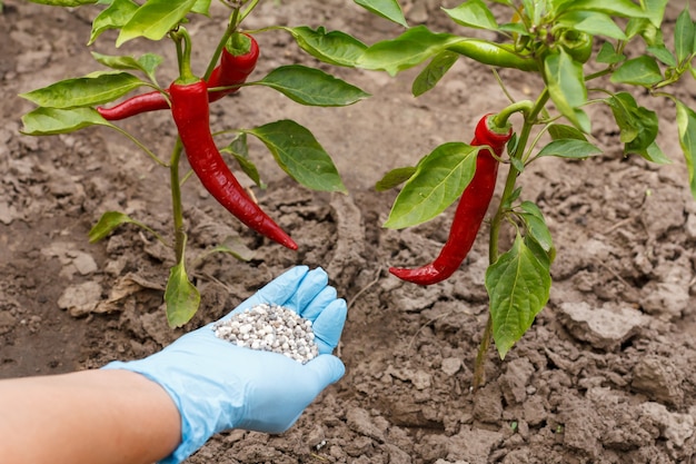 Mano del granjero en un guante de nitrilo sosteniendo fertilizante químico para dárselo a un arbusto de ají en el jardín