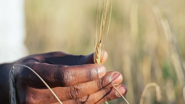 La mano del granjero negro toca la espiga de trigo examinando la calidad