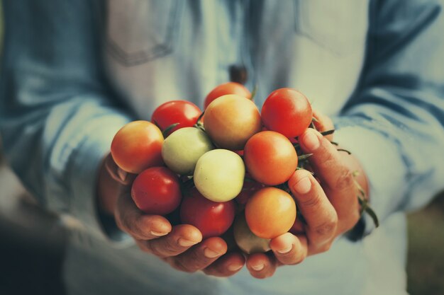 Mano del granjero que sostiene la cosecha de tomate en el jardín