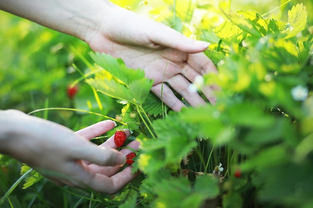 Mano del granjero que sostiene la creciente fresa roja madura natural orgánica que comprueba la madurez para recoger hatvest. Plantación de bayas saludables de jugo sabroso. Negocio de alimentos vegetales agrícolas