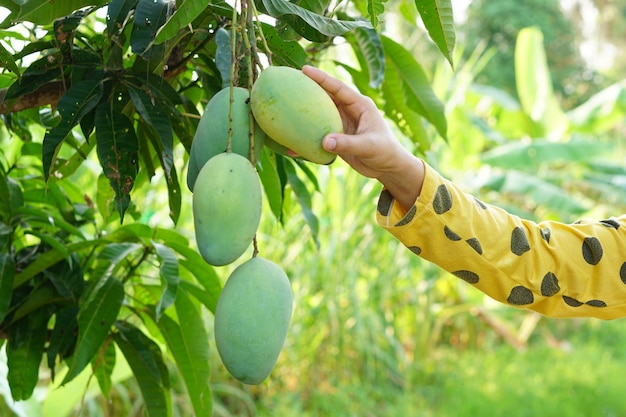 La mano del granjero recogiendo mangos en el árbol