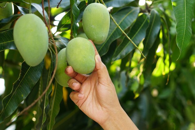 La mano del granjero recogiendo mangos en el árbol