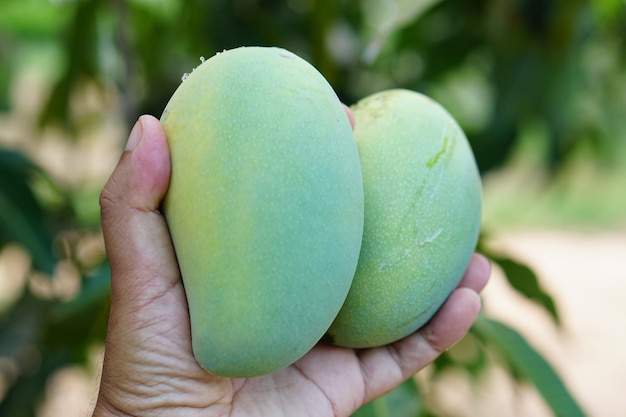 La mano del granjero recogiendo mangos en el árbolx9xA