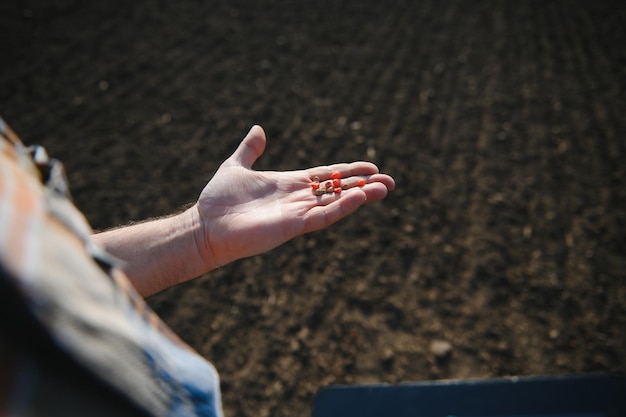 Mano de granjero sosteniendo semillas de maíz con fondo borroso de semillas de maíz dulce que están listas para ser plantadas en los campos