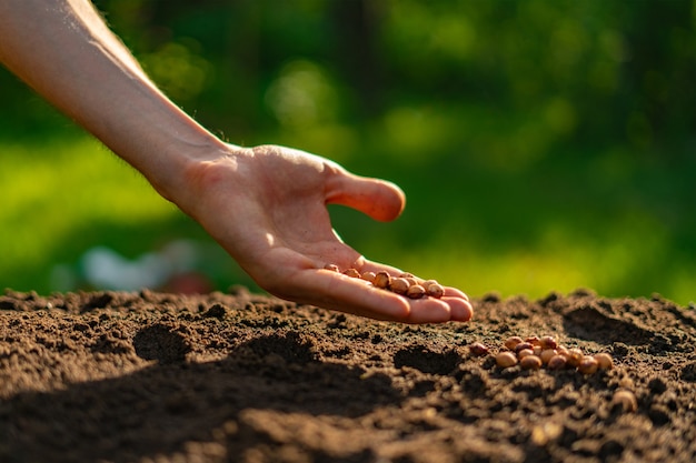 La mano del granjero sucio pone una semilla de la planta en el agujero en el suelo
