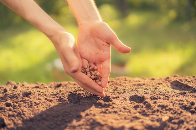 La mano del granjero sucio pone una semilla de la planta en el agujero en el suelo