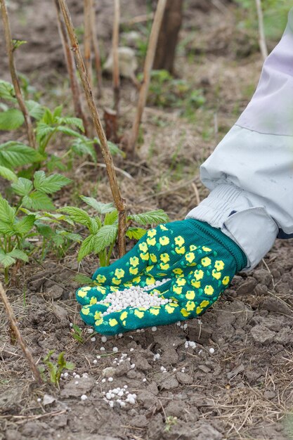 Mano de granjero vestida con un guante que da fertilizante químico al suelo junto a los arbustos de frambuesa