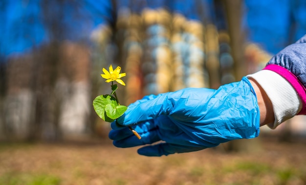 Mano en guante azul protector que muestra la primera flor de primavera a la cámara Fondo borroso con edificio alto Tiempo de cuarentena Epidemia de coronovirus COVID19 y pandemia de coronavirus