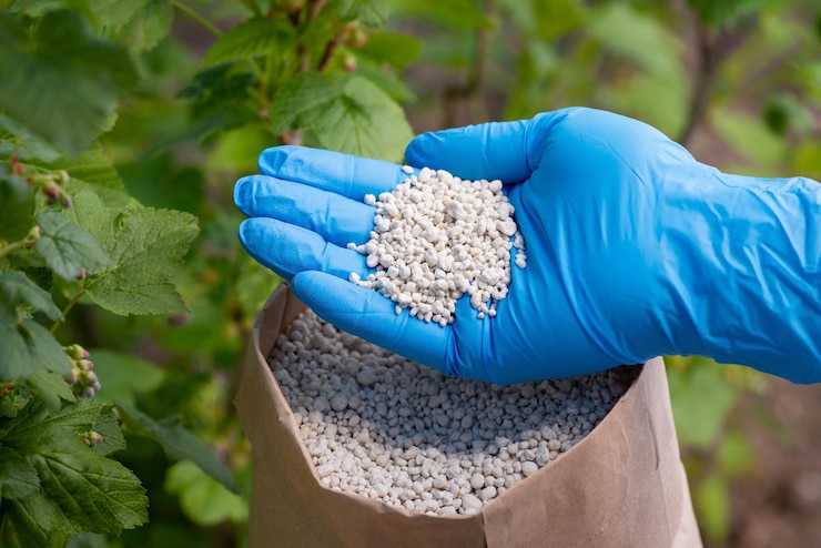 Foto mano en guante azul sosteniendo fertilizante npk para arbusto de grosella