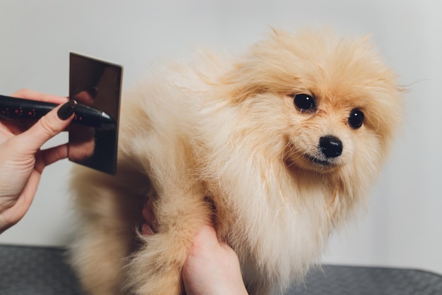 Mano haciendo corte de pelo peinando lana de hermoso perro Pomeranian Spitz feliz