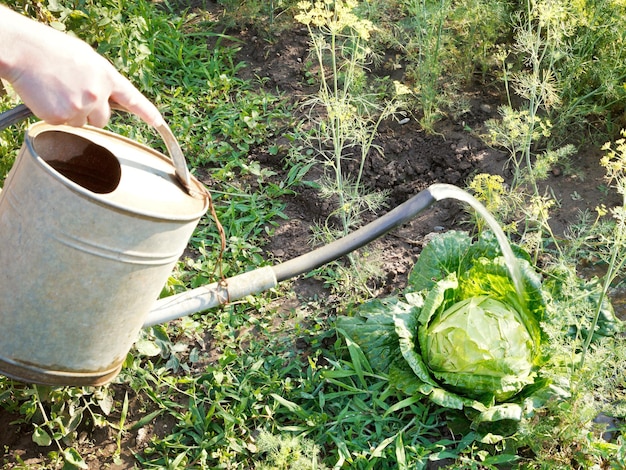 mano, con, handshower, regar, kale, en, jardín