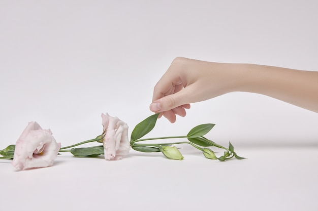 Mano hermosa con flores rosas aisladas