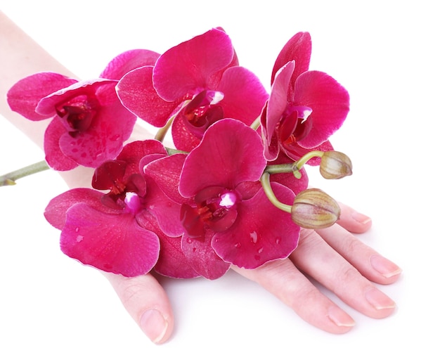 Mano con hermosa orquídea floreciente aislada en blanco