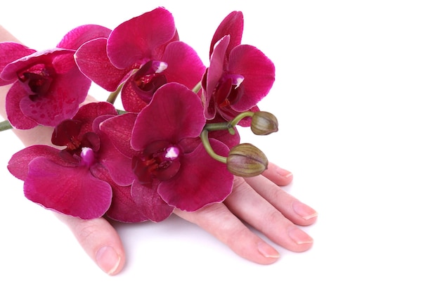 Mano con hermosa orquídea floreciente aislada en blanco