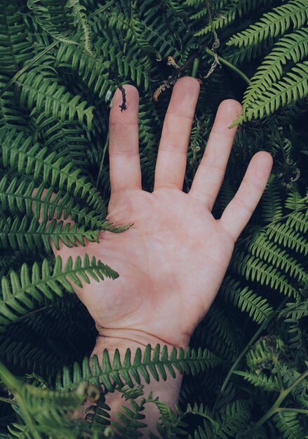 Foto mano con una hoja