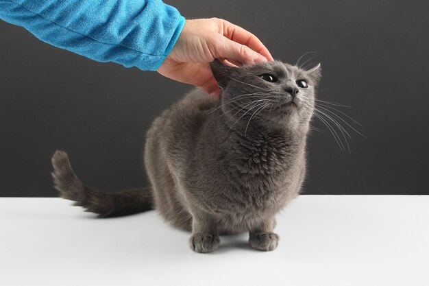 La mano del hombre acariciando el gato gris