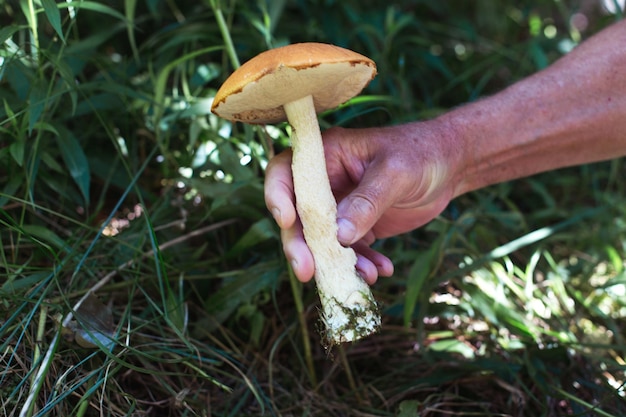 La mano de un hombre corta un boletus con un cuchillo en el bosque