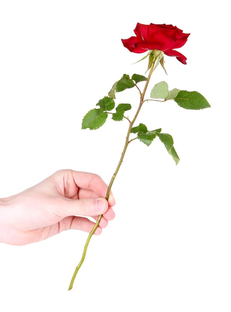 La mano del hombre dando una rosa aislado en blanco