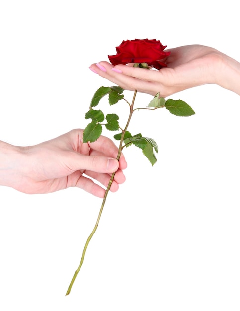 La mano del hombre dando una rosa aislado en blanco