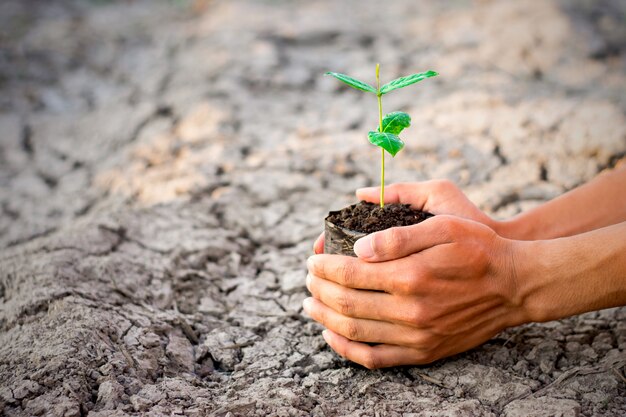 La mano de un hombre está plantando un árbol.