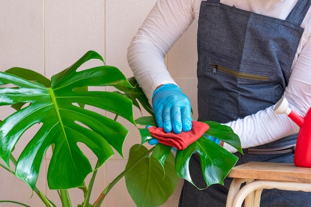 La mano del hombre limpiando la solución de revestimiento de hojas en la superficie de las hojas de Monstera Deliciosa en casa