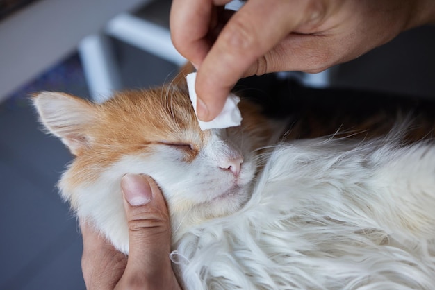 Mano de hombre limpiando sus ojos de gato con una almohadilla de algodón