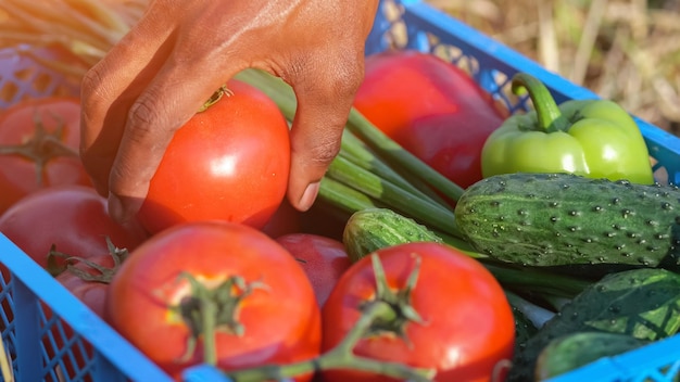 La mano del hombre negro recoge verduras en el campo