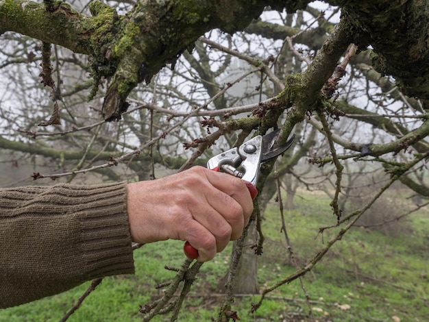 Mano de un hombre podando un árbol joven con tijeras de podar, en un campo en otoño en un día brumoso